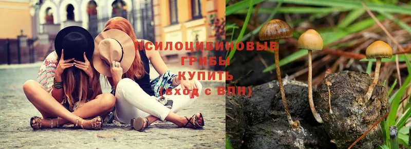 МЕГА Азнакаево Галлюциногенные грибы Psilocybine cubensis